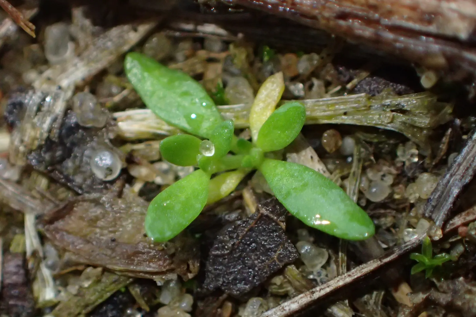 Green Carpet (Herniaria Glabra) — ground cover / perennial for full or half; tolerant to heavy foot traffic, it's ideal for walkways or garden, image 40