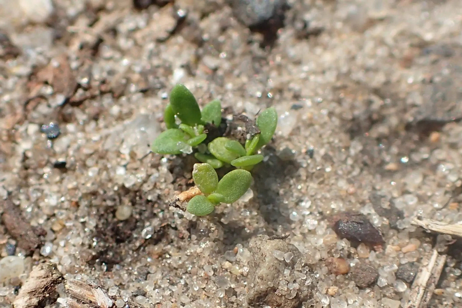 Green Carpet (Herniaria Glabra) — ground cover / perennial for full or half; tolerant to heavy foot traffic, it's ideal for walkways or garden, image 56