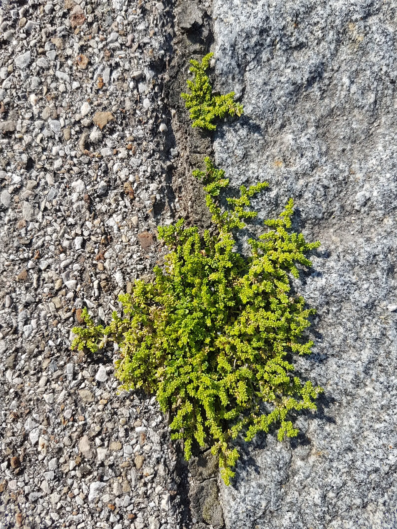 Green Carpet (Herniaria Glabra) — Tolerant to heavy foot traffic, it's ideal for walkways or garden borders; ground cover / perennial for full or, image 93