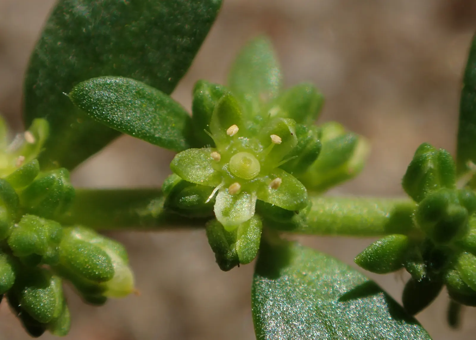 Green Carpet (Herniaria Glabra) — reaching heights of 2-3 inches; low-growing perennial ground cover, image 67