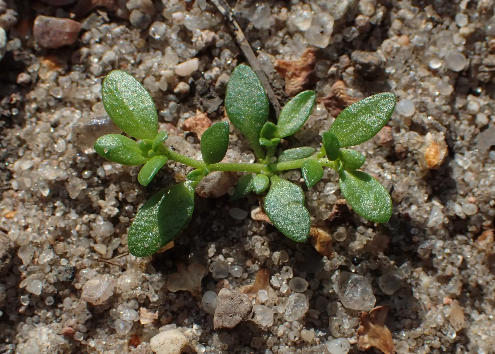 Green Carpet (Herniaria Glabra) — green leaves that create a smooth lawn-like appearance; green Carpet (Herniaria glabra) is a robust, image 52