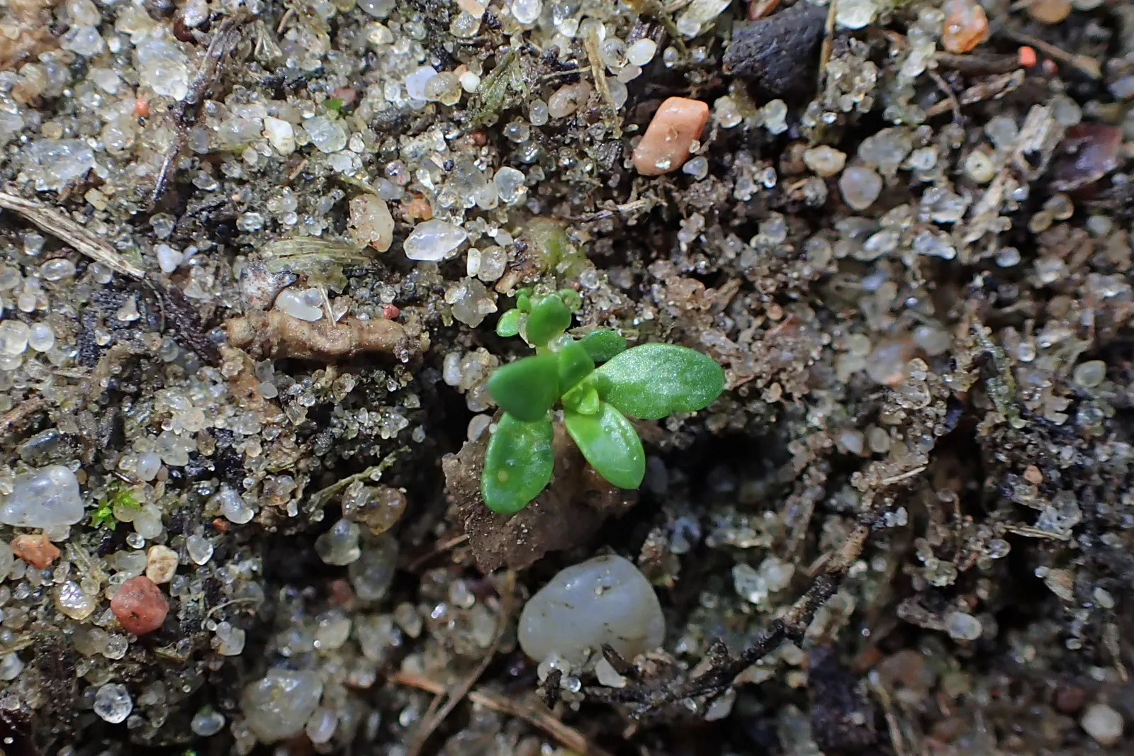 Green Carpet (Herniaria Glabra) — Green Carpet (Herniaria glabra) is a robust; green leaves that create a smooth lawn-like appearance, image 41
