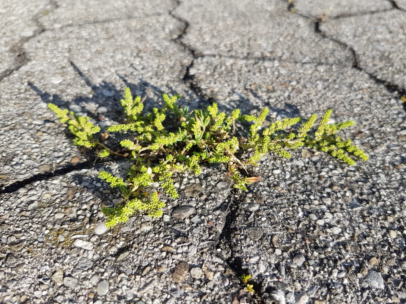 Green Carpet (Herniaria Glabra) — Thriving in full sun to part shade; this drought-resistant plant prefers well-drained soils and is hardy in USDA, image 94