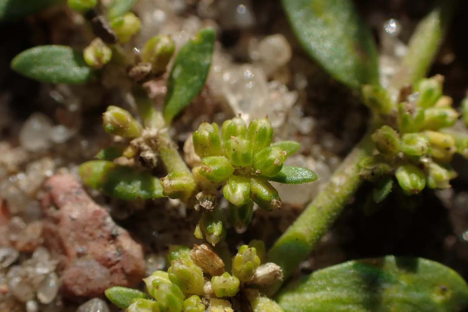 Green Carpet (Herniaria Glabra) — Tolerant to heavy foot traffic, it's ideal for walkways or garden borders; ground cover / perennial for full or, image 69