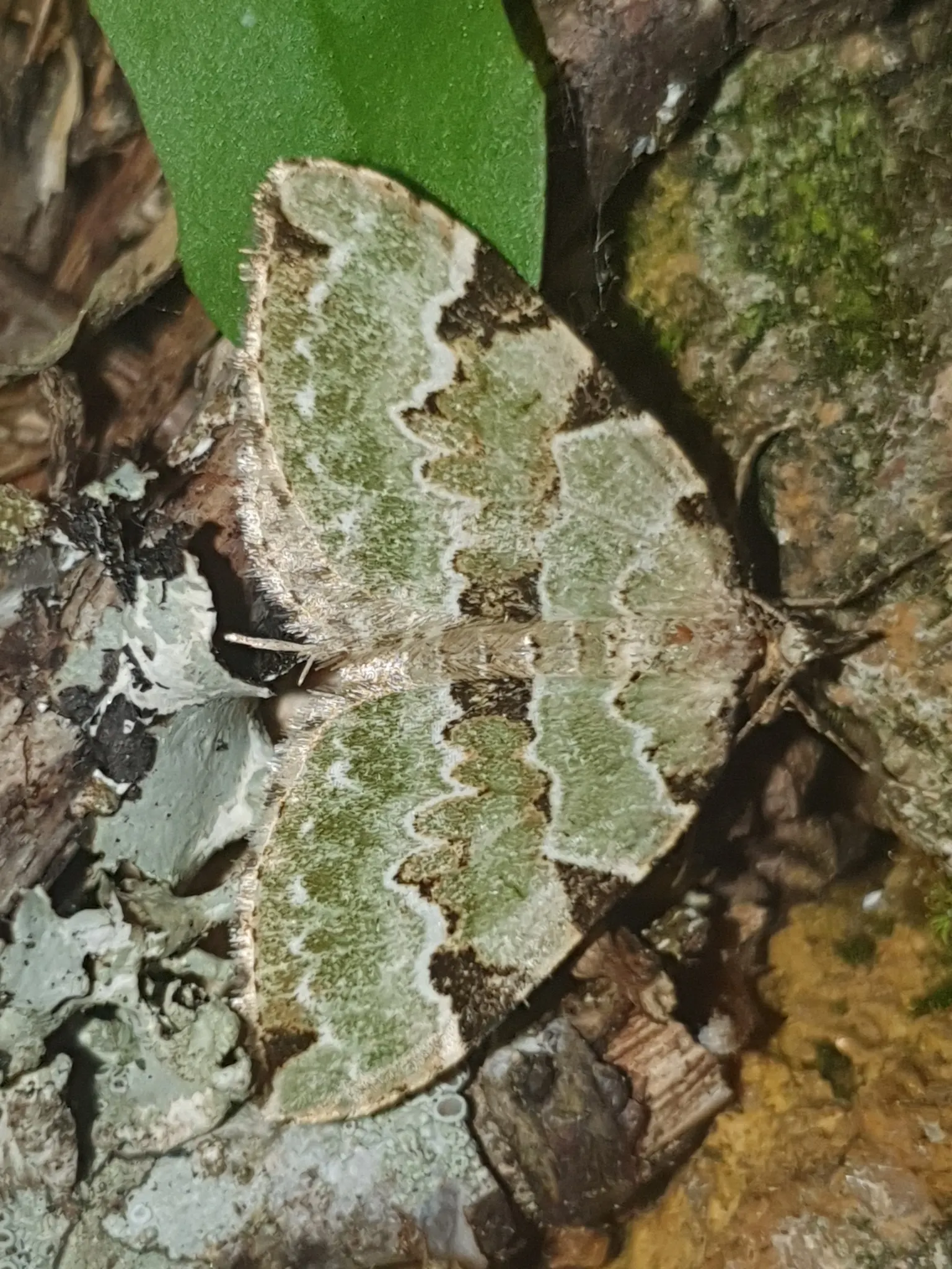 Green Carpet (Herniaria Glabra) — green leaves that create a smooth lawn-like appearance; green Carpet (Herniaria glabra) is a robust, image 76