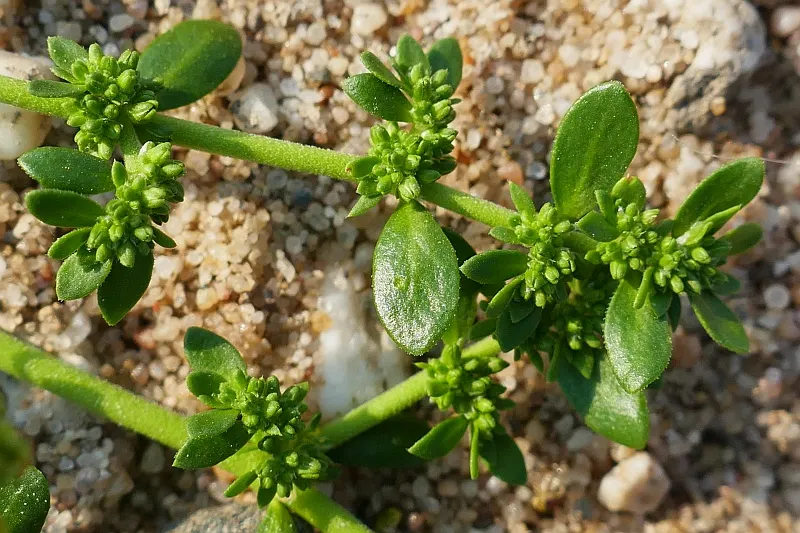 Green Carpet (Herniaria Glabra) — low-growing perennial ground cover; reaching heights of 2-3 inches, image 34