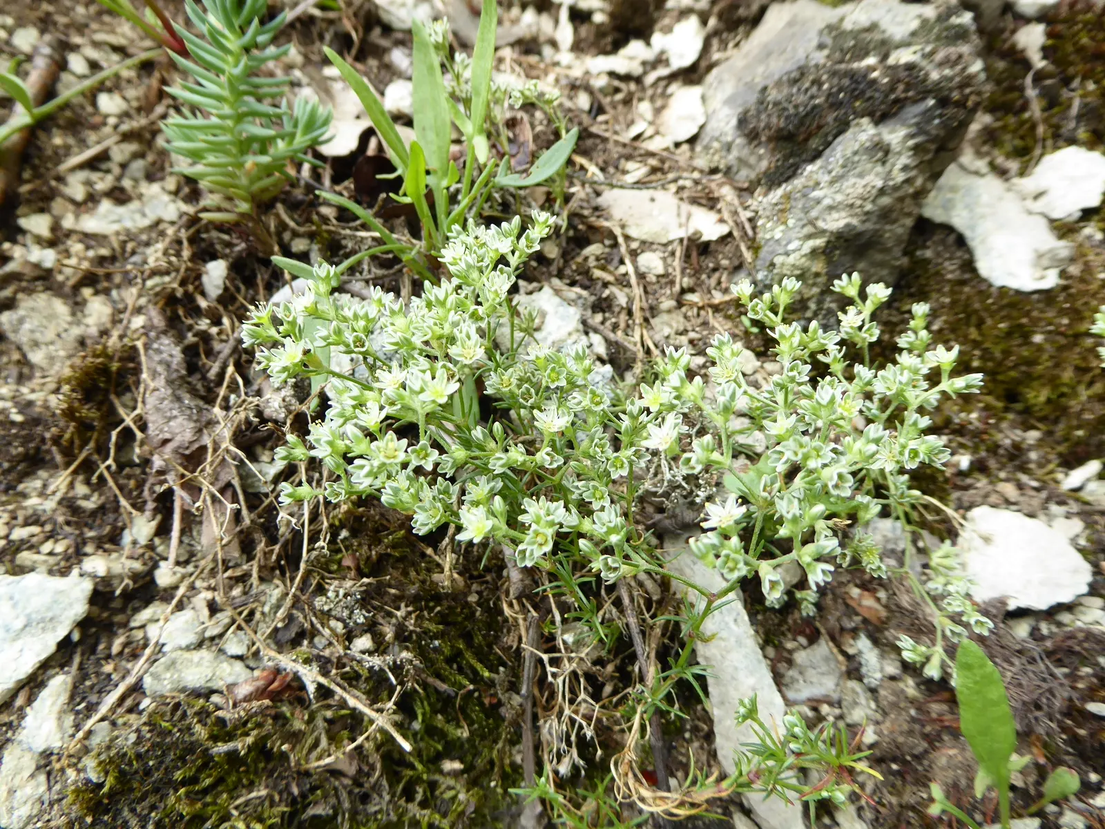 Green Carpet (Herniaria Glabra) — reaching heights of 2-3 inches; low-growing perennial ground cover, image 35