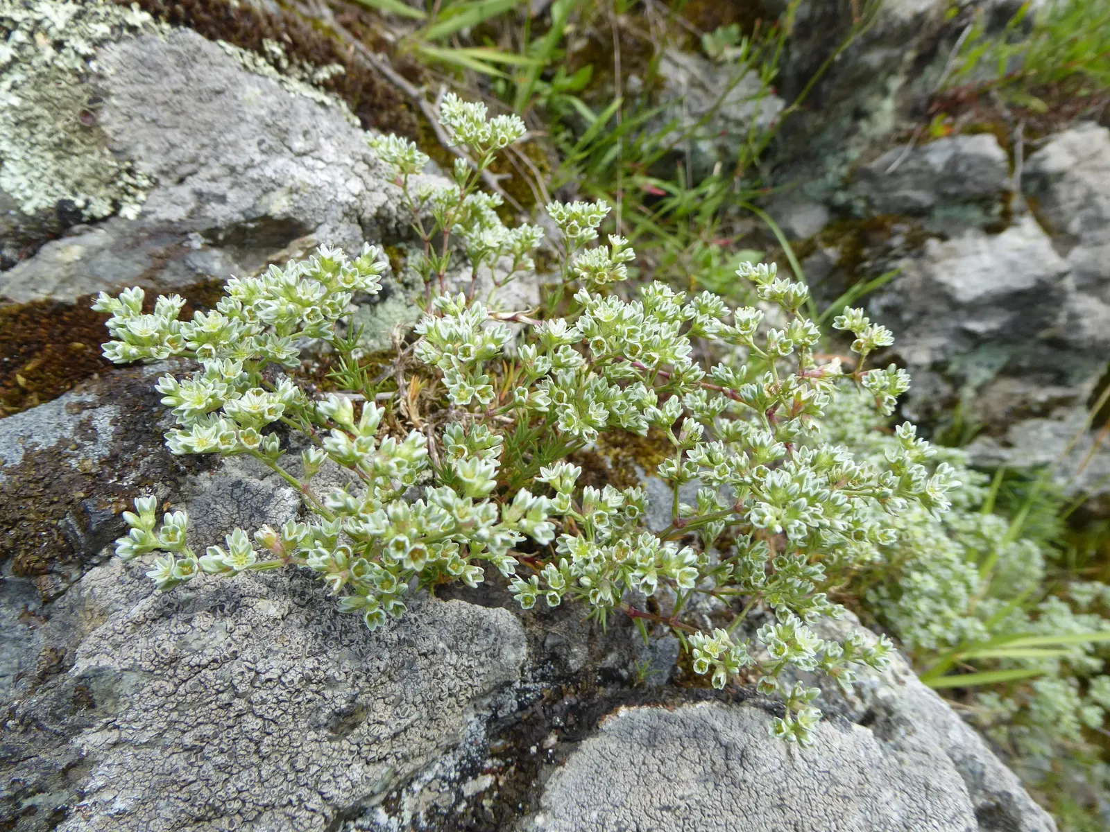 Green Carpet (Herniaria Glabra) — ground cover / perennial for full or half; tolerant to heavy foot traffic, it's ideal for walkways or garden, image 32