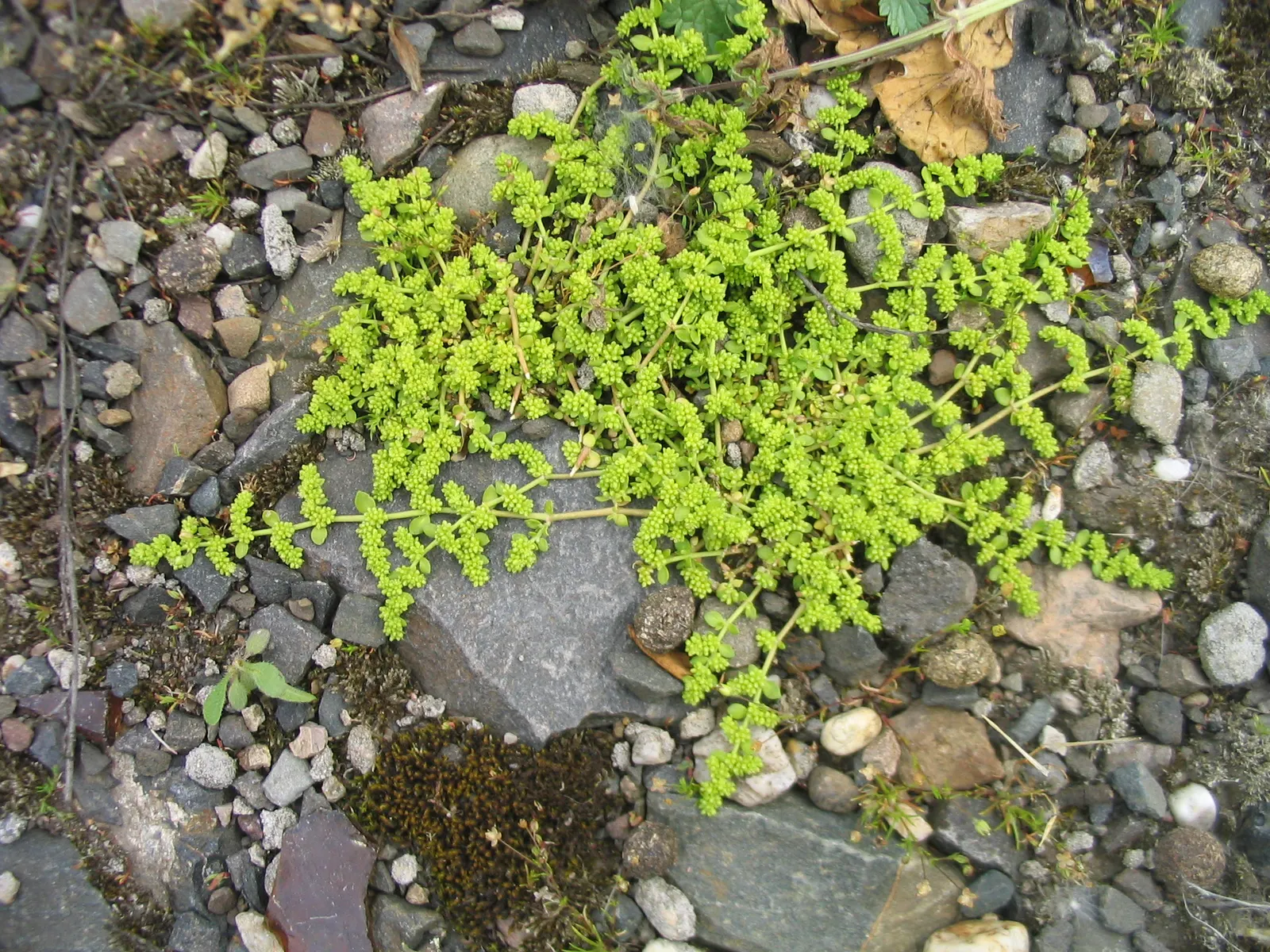 Green Carpet (Herniaria Glabra) — green leaves that create a smooth lawn-like appearance; green Carpet (Herniaria glabra) is a robust, image 36