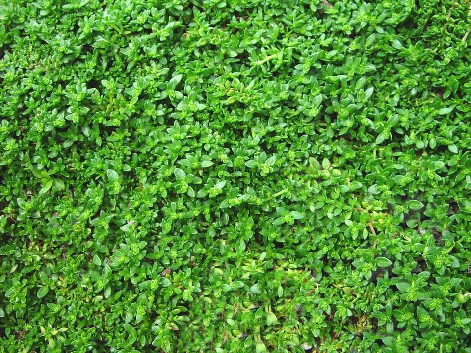 Green Carpet (Herniaria Glabra) — low-growing perennial ground cover