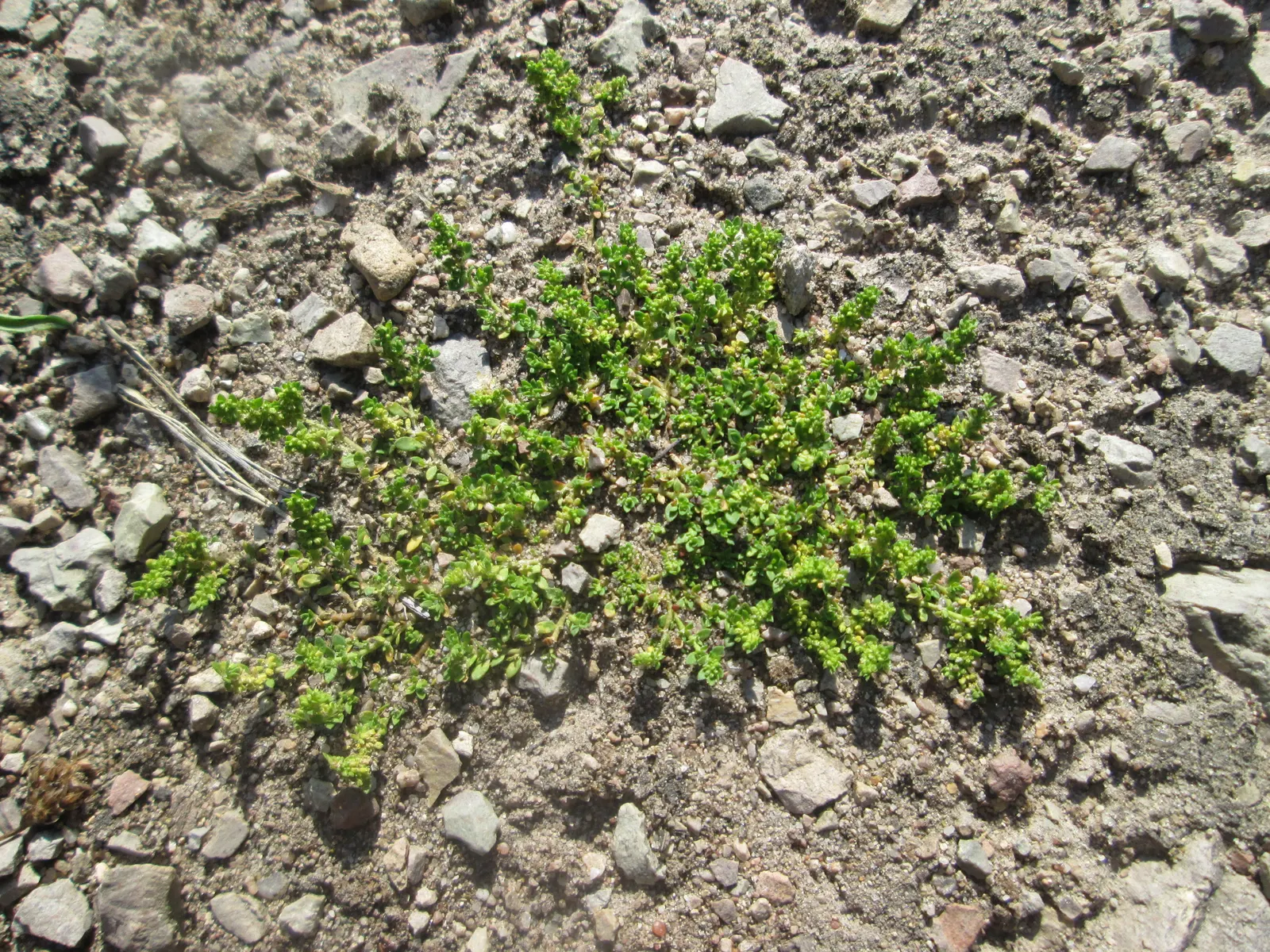 Green Carpet (Herniaria Glabra) — Thriving in full sun to part shade; this drought-resistant plant prefers well-drained soils and is hardy in USDA, image 30