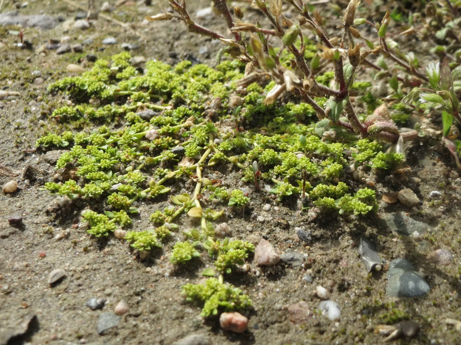 Green Carpet (Herniaria Glabra) — this drought-resistant plant prefers well-drained soils and is hardy in USDA zones 6-9
