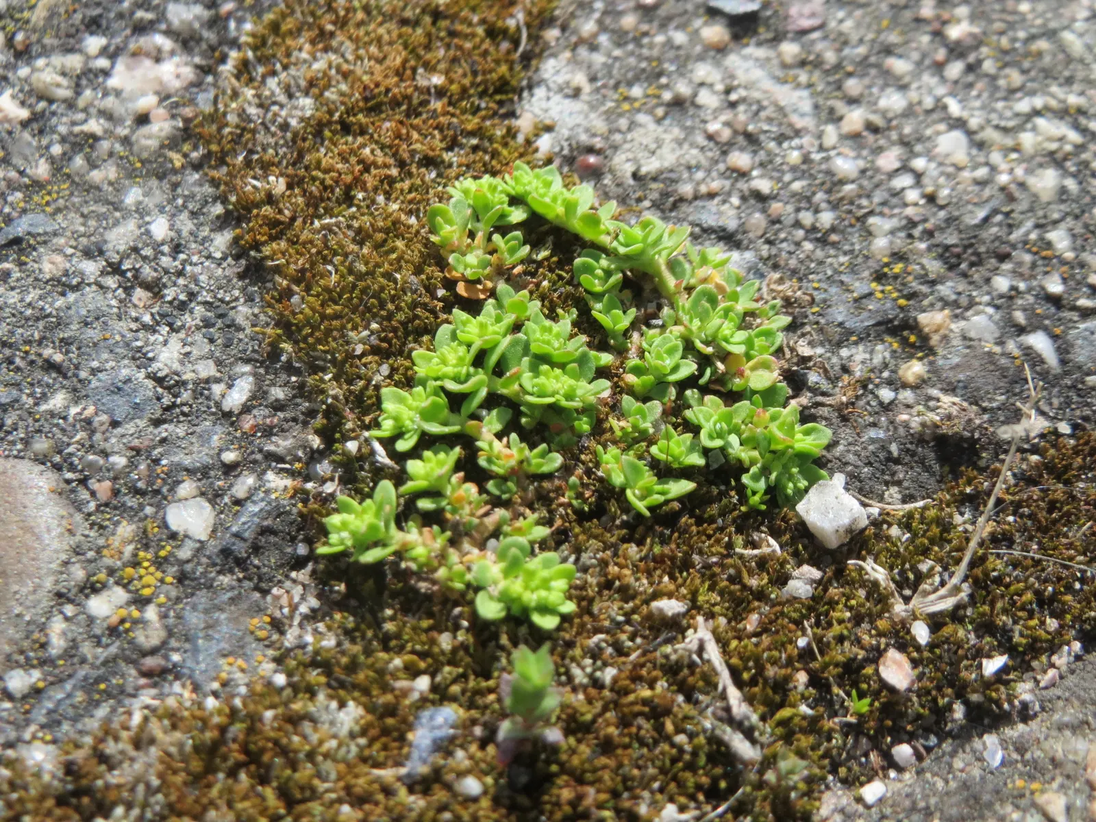 Green Carpet (Herniaria Glabra) — Green Carpet (Herniaria glabra) is a robust; green leaves that create a smooth lawn-like appearance, image 33