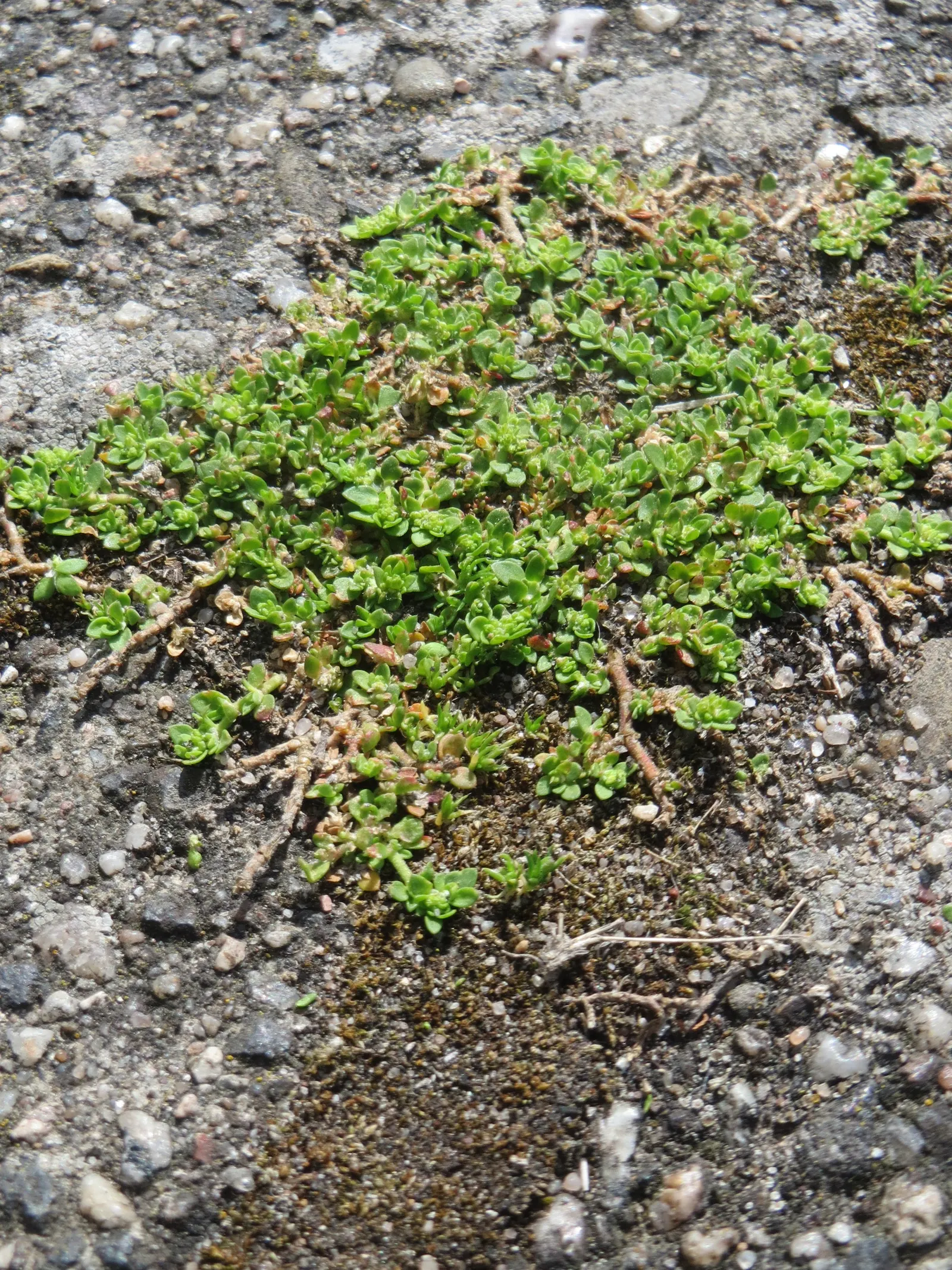 Green Carpet (Herniaria Glabra) — this drought-resistant plant prefers well-drained soils and is hardy in USDA zones 6-9; thriving in full sun to part shade