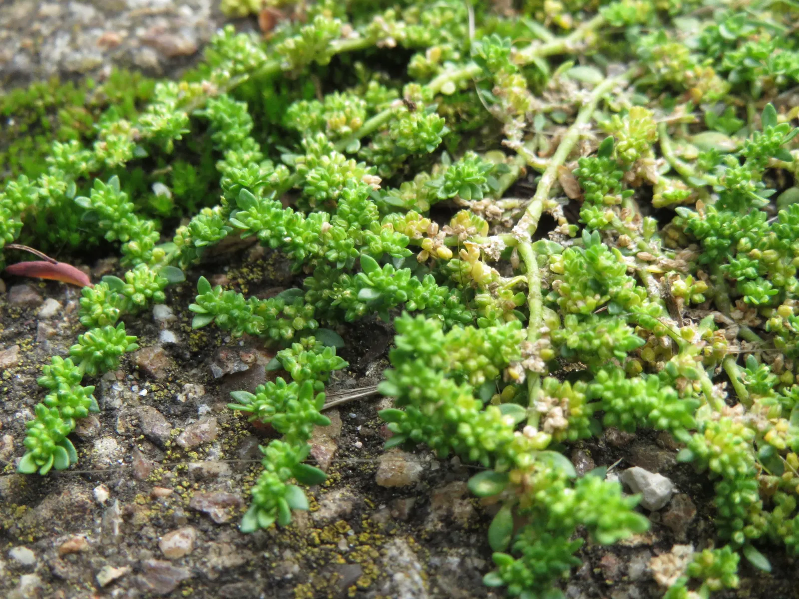 Green Carpet (Herniaria Glabra) — green leaves that create a smooth lawn-like appearance; green Carpet (Herniaria glabra) is a robust, image 92