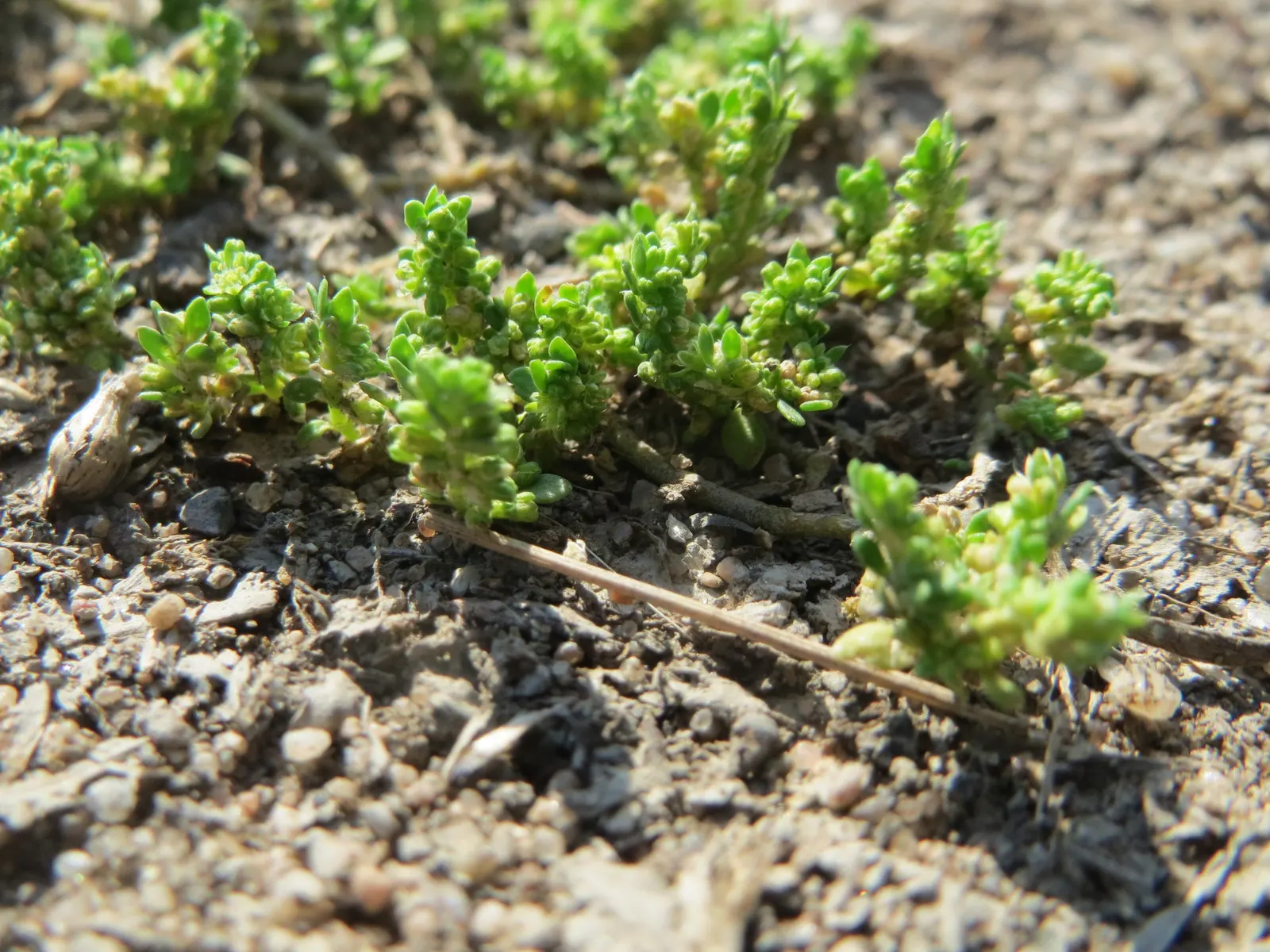 Green Carpet (Herniaria Glabra) — low-growing perennial ground cover; reaching heights of 2-3 inches, image 18