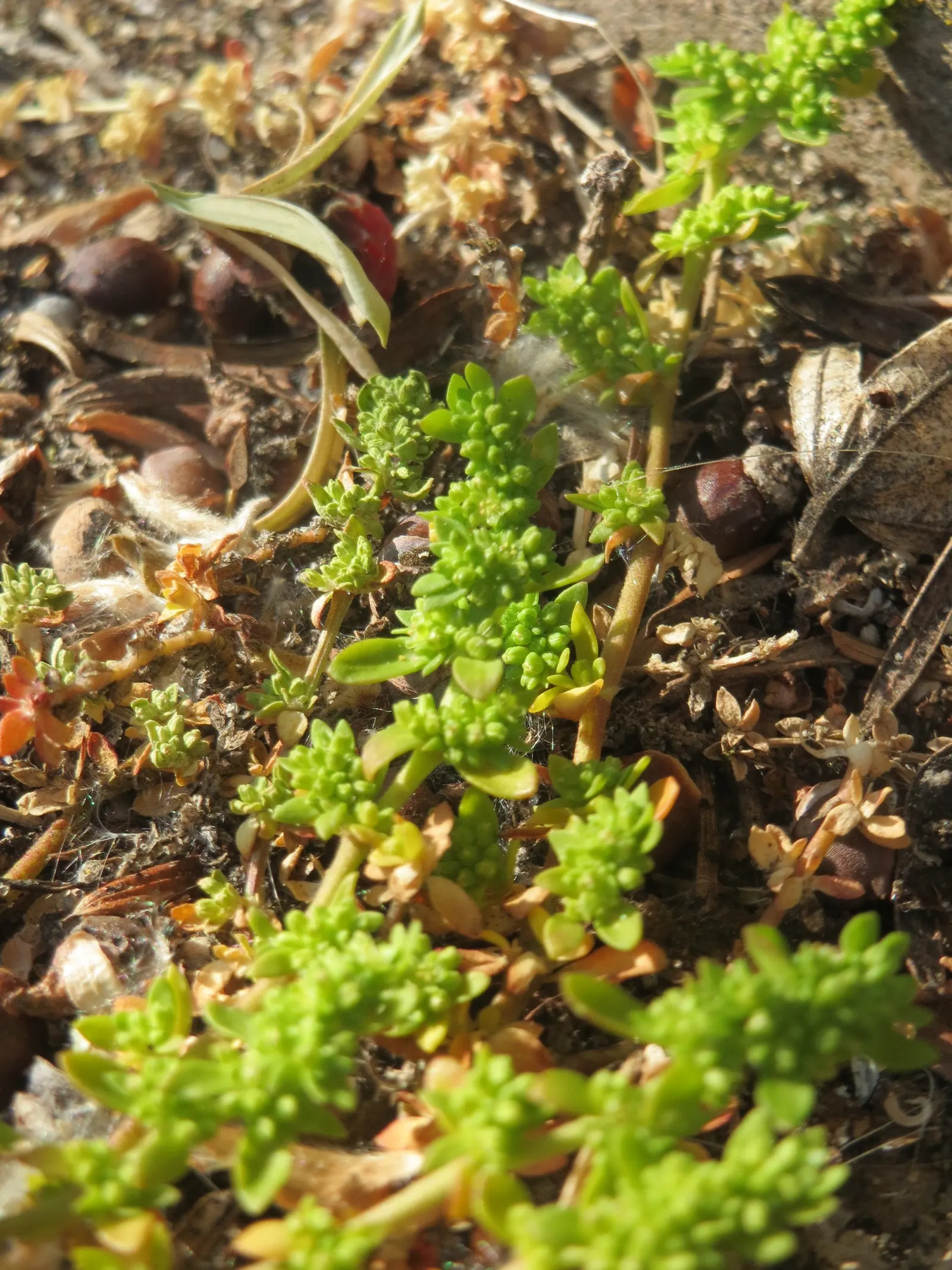 Green Carpet (Herniaria Glabra) — green leaves that create a smooth lawn-like appearance; green Carpet (Herniaria glabra) is a robust, image 28