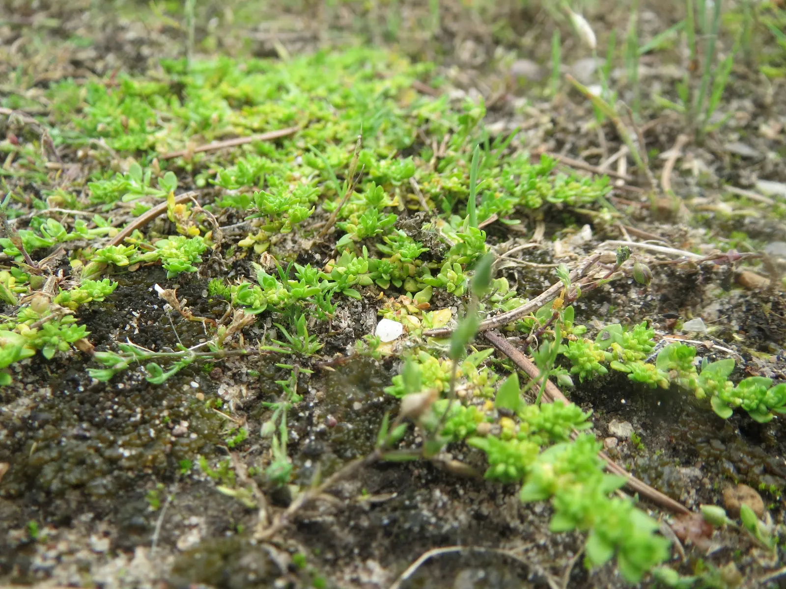 Green Carpet (Herniaria Glabra) — Green Carpet (Herniaria glabra) is a robust; green leaves that create a smooth lawn-like appearance, image 81