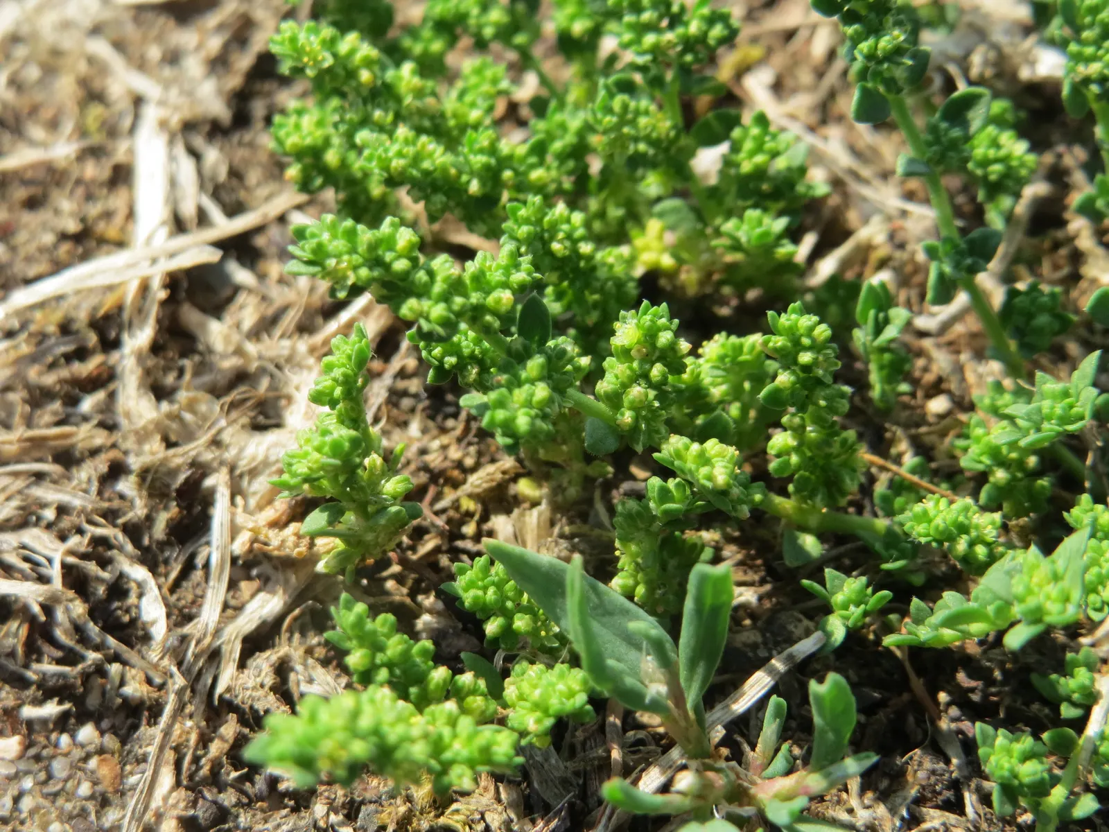 Green Carpet (Herniaria Glabra) — ground cover / perennial for full or half; tolerant to heavy foot traffic, it's ideal for walkways or garden borders