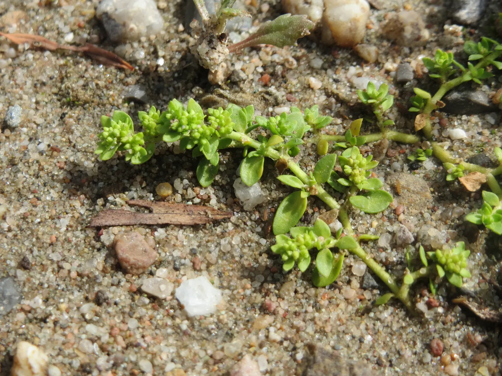 Green Carpet (Herniaria Glabra) — Thriving in full sun to part shade
