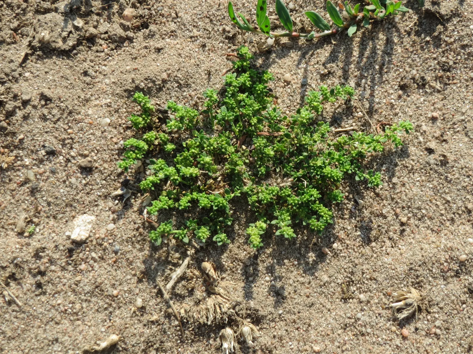 Green Carpet (Herniaria Glabra) — Thriving in full sun to part shade; this drought-resistant plant prefers well-drained soils and is hardy in USDA zones 6-9