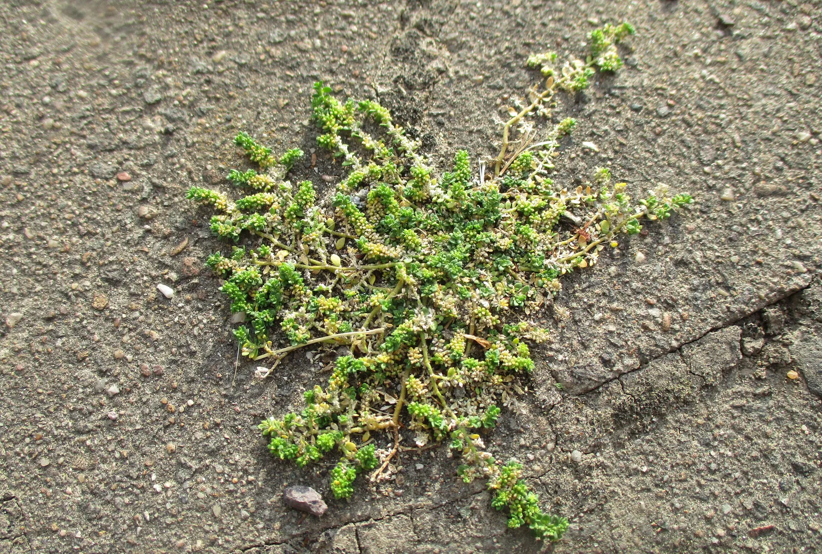 Green Carpet (Herniaria Glabra) — Tolerant to heavy foot traffic, it's ideal for walkways or garden borders; ground cover / perennial for full or, image 85