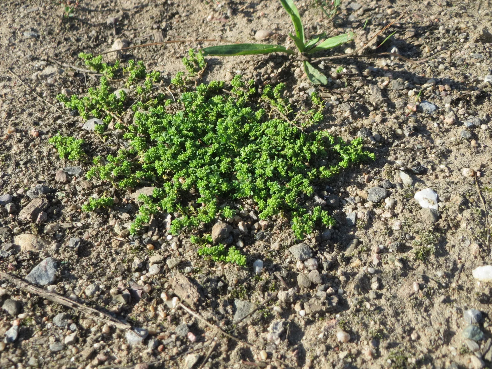 Green Carpet (Herniaria Glabra) — Green Carpet (Herniaria glabra) is a robust; green leaves that create a smooth lawn-like appearance