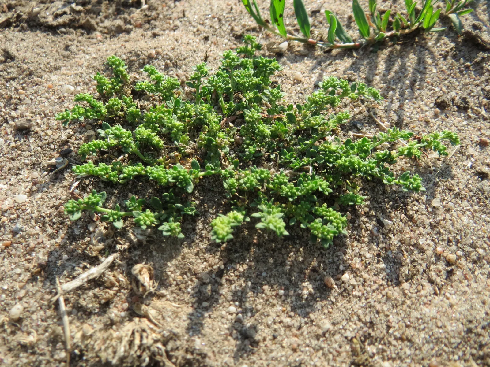 Green Carpet (Herniaria Glabra) — Tolerant to heavy foot traffic, it's ideal for walkways or garden borders; ground cover / perennial for full or half