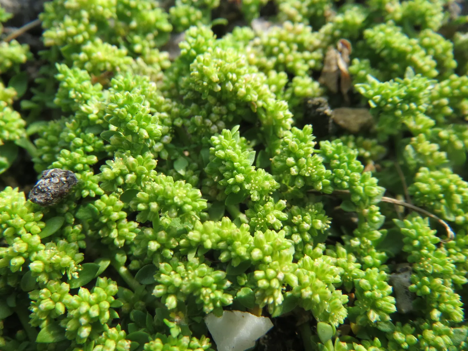 Green Carpet (Herniaria Glabra) — Green Carpet (Herniaria glabra) is a robust; green leaves that create a smooth lawn-like appearance, image 17