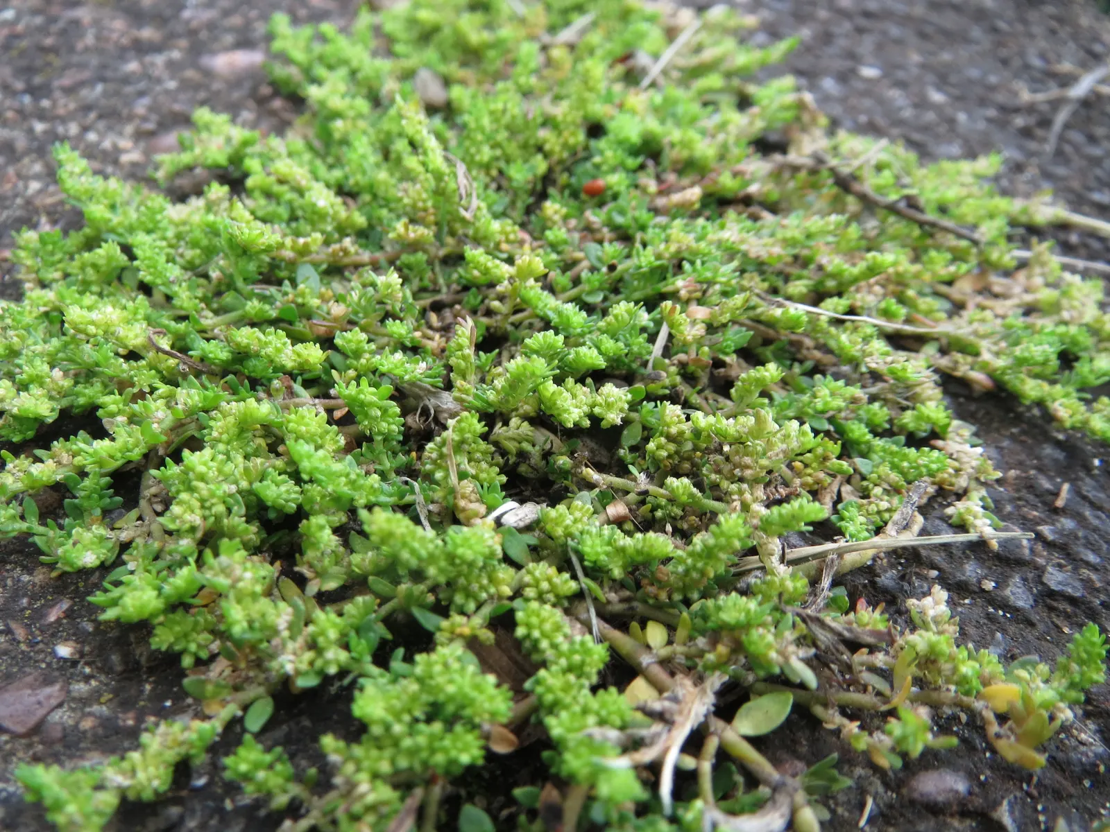 Green Carpet (Herniaria Glabra) — Green Carpet (Herniaria glabra) is a robust; green leaves that create a smooth lawn-like appearance, image 25