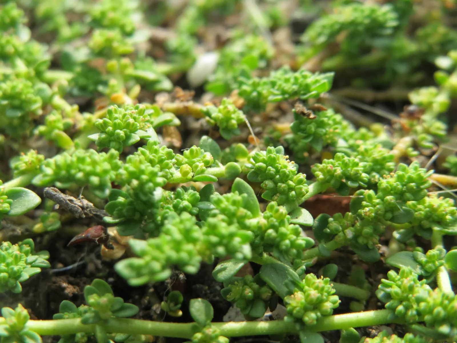 Green Carpet (Herniaria Glabra) — Green Carpet (Herniaria glabra) is a robust