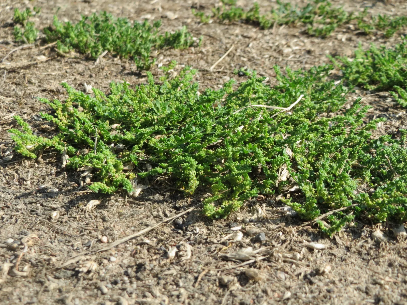 Green Carpet (Herniaria Glabra) — low-growing perennial ground cover; reaching heights of 2-3 inches