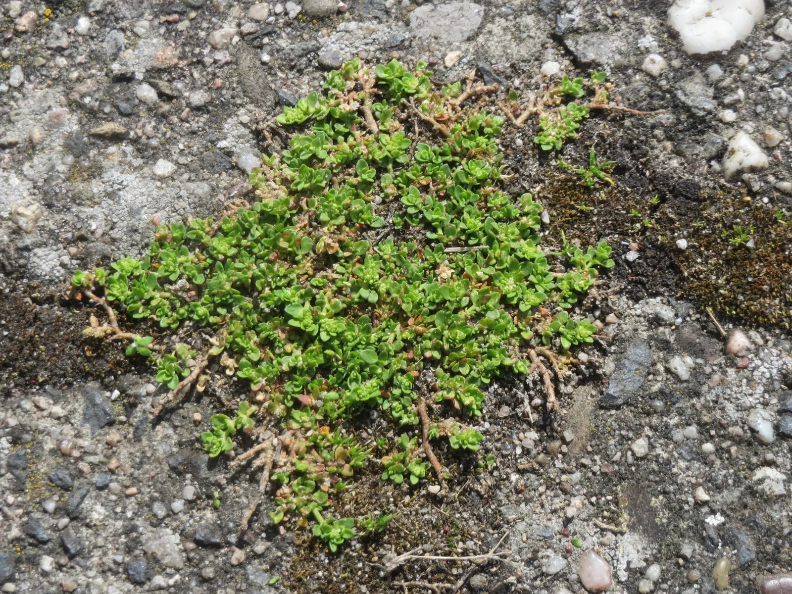 Green Carpet (Herniaria Glabra) — ground cover / perennial for full or half