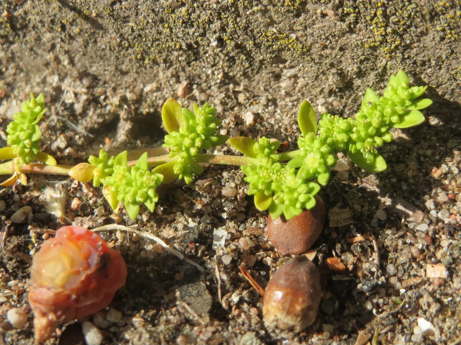 Green Carpet (Herniaria Glabra) — reaching heights of 2-3 inches; low-growing perennial ground cover