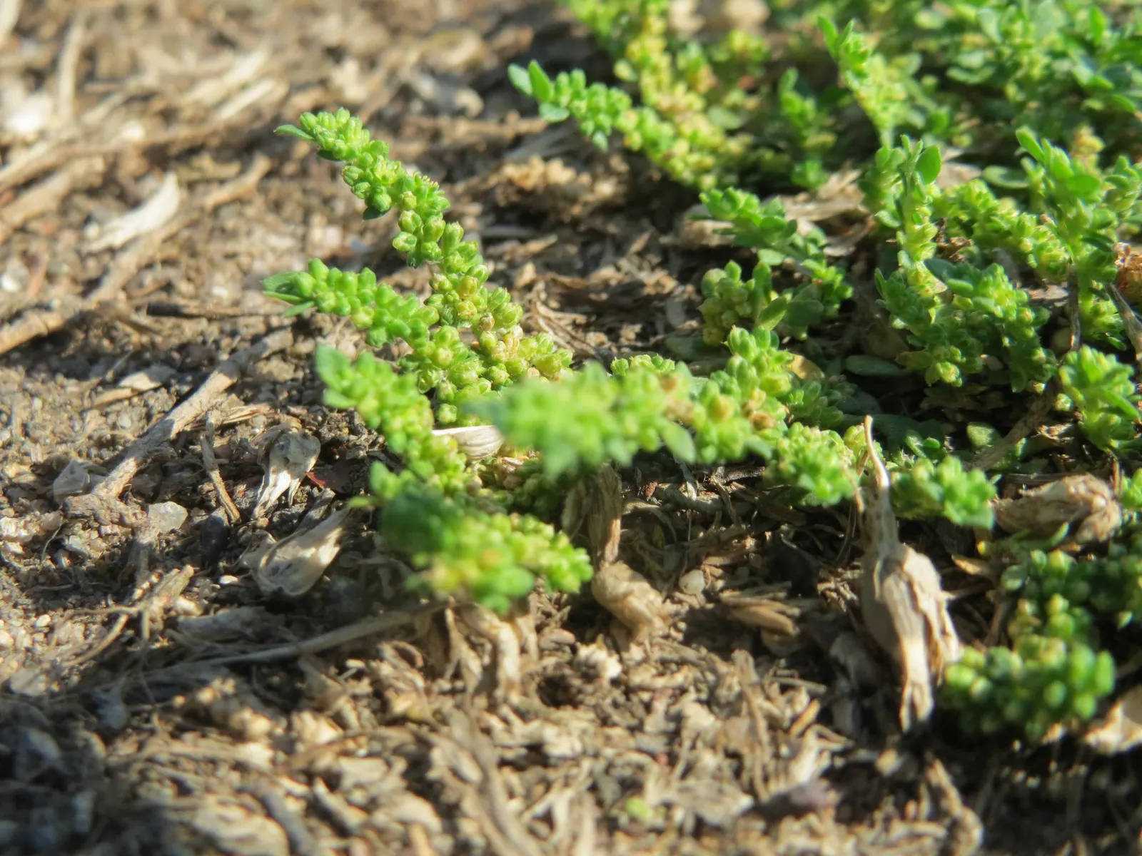 Green Carpet (Herniaria Glabra) — low-growing perennial ground cover; reaching heights of 2-3 inches, image 82