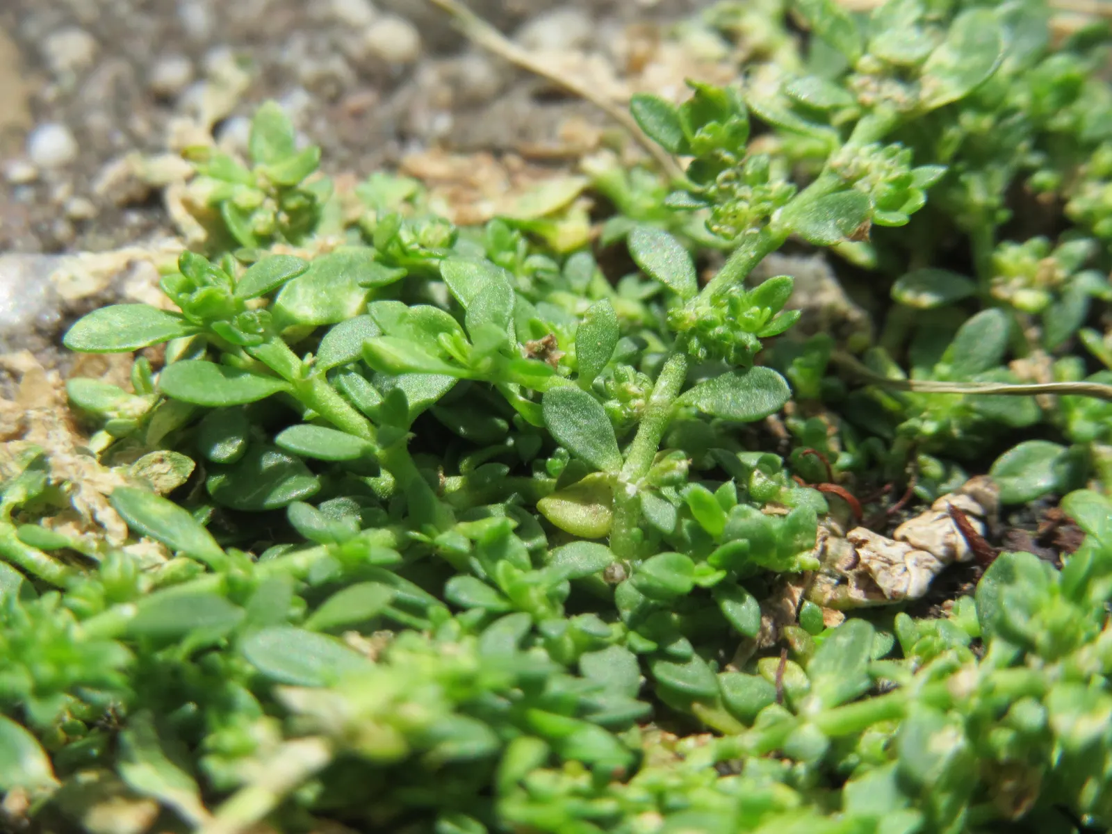 Green Carpet (Herniaria Glabra) — reaching heights of 2-3 inches; low-growing perennial ground cover, image 83