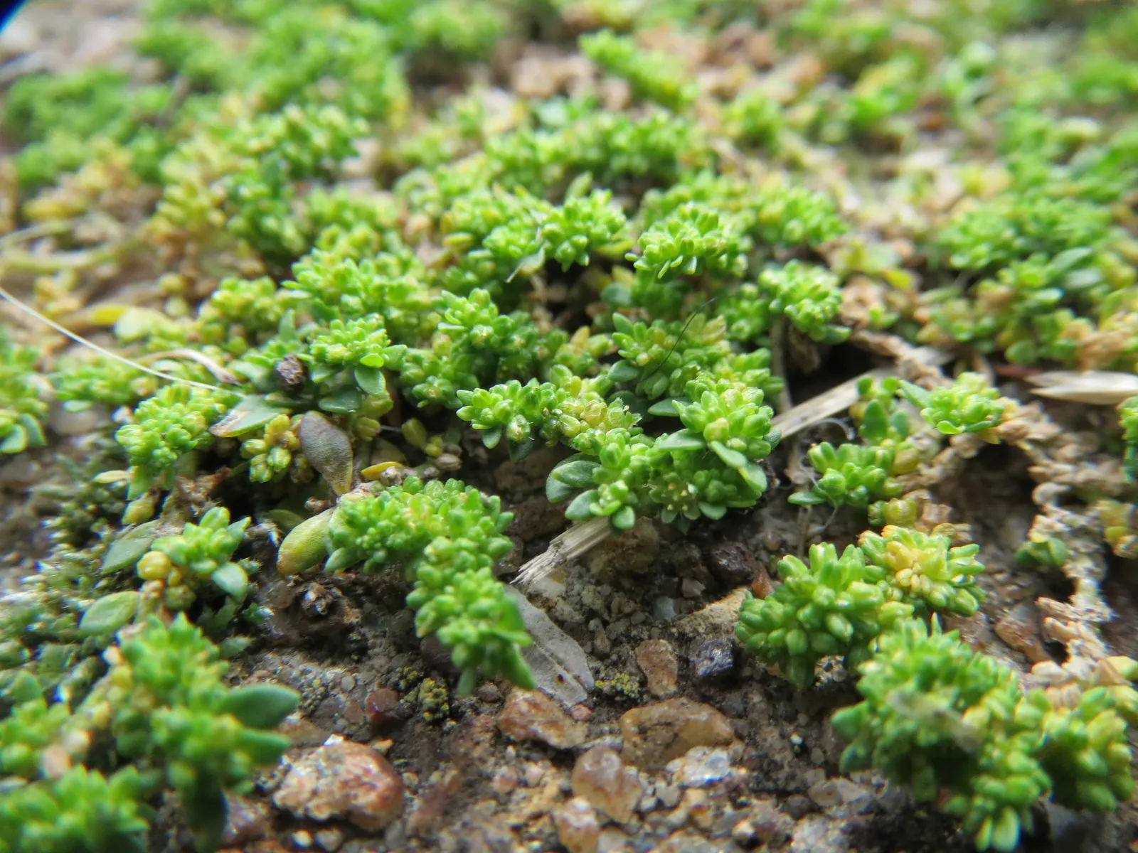 Green Carpet (Herniaria Glabra) — low-growing perennial ground cover; reaching heights of 2-3 inches, image 90