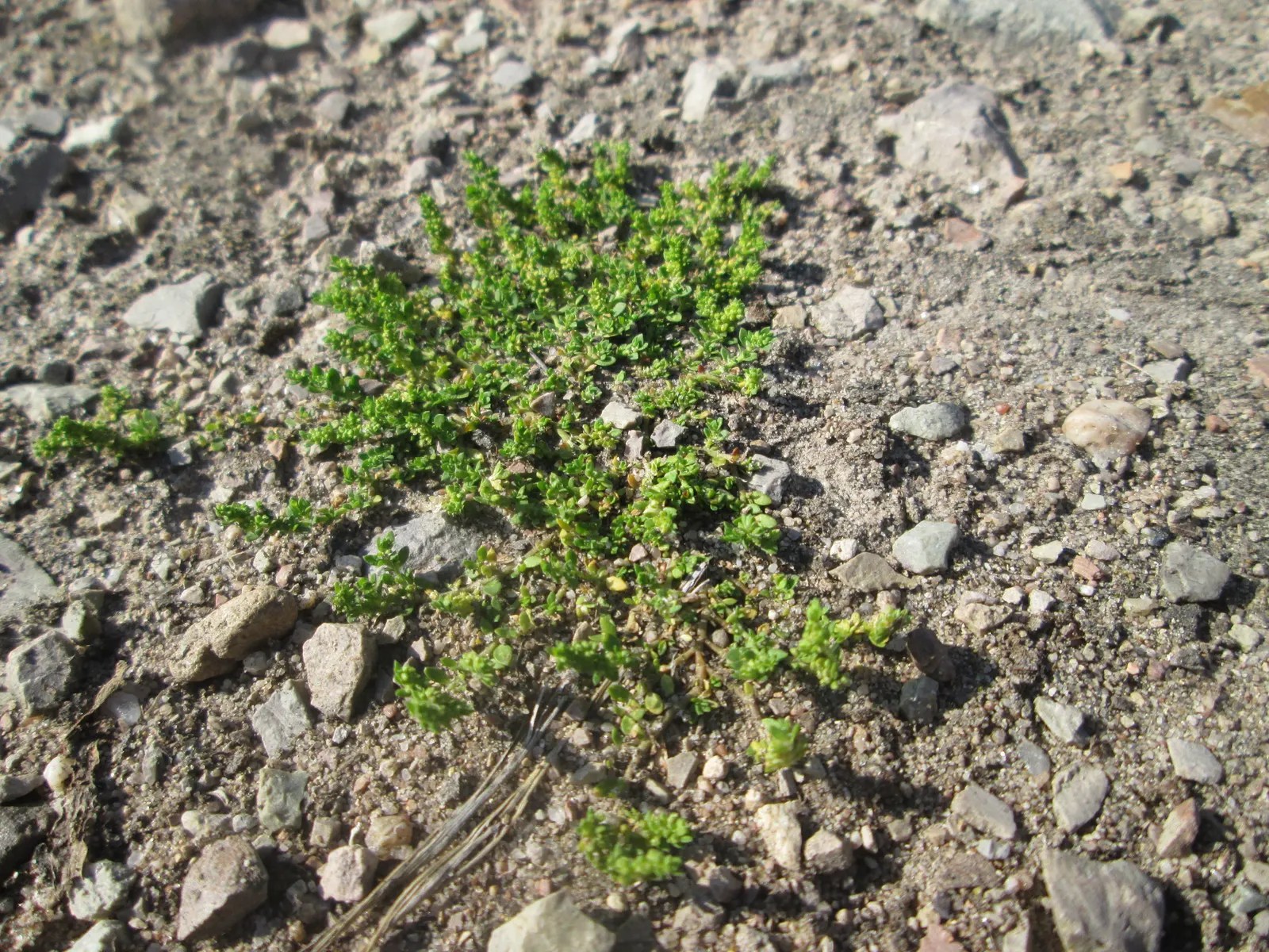 Green Carpet (Herniaria Glabra) — Tolerant to heavy foot traffic, it's ideal for walkways or garden borders; ground cover / perennial for full or, image 29