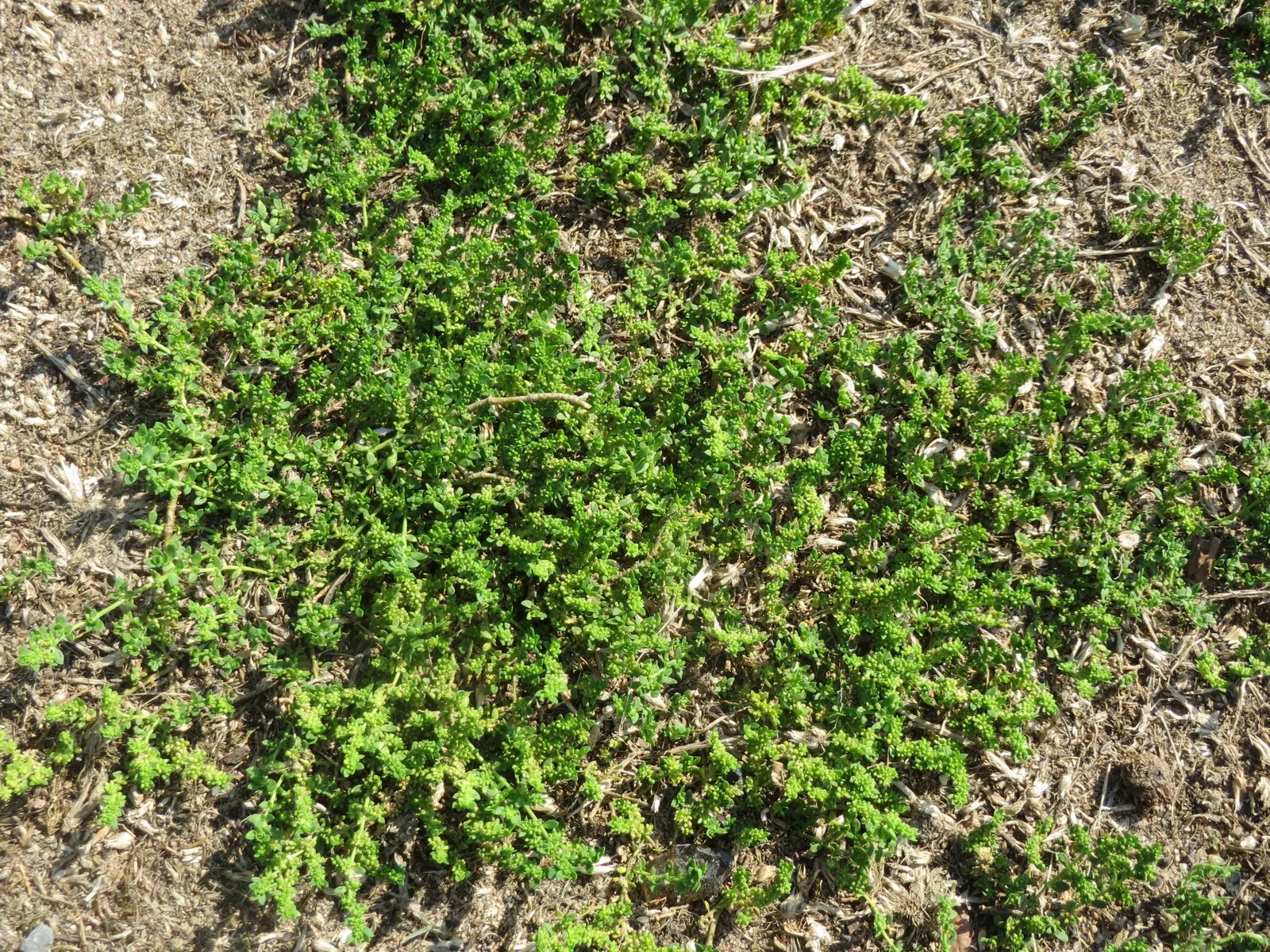 Green Carpet (Herniaria Glabra) — green leaves that create a smooth lawn-like appearance; green Carpet (Herniaria glabra) is a robust, image 20
