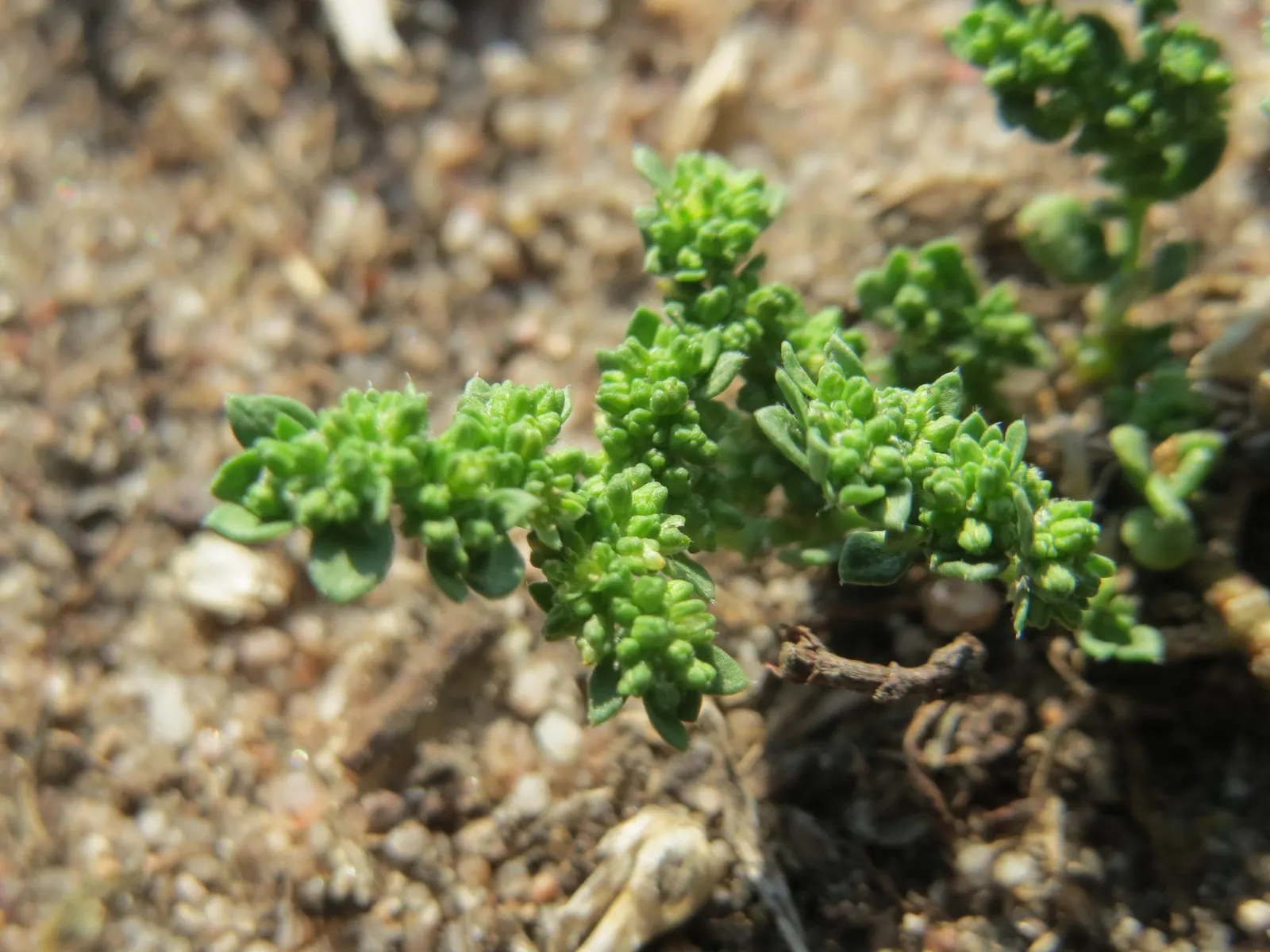 Green Carpet (Herniaria Glabra) — this drought-resistant plant prefers well-drained soils and is hardy in USDA zones 6-9; thriving in full sun to, image 23