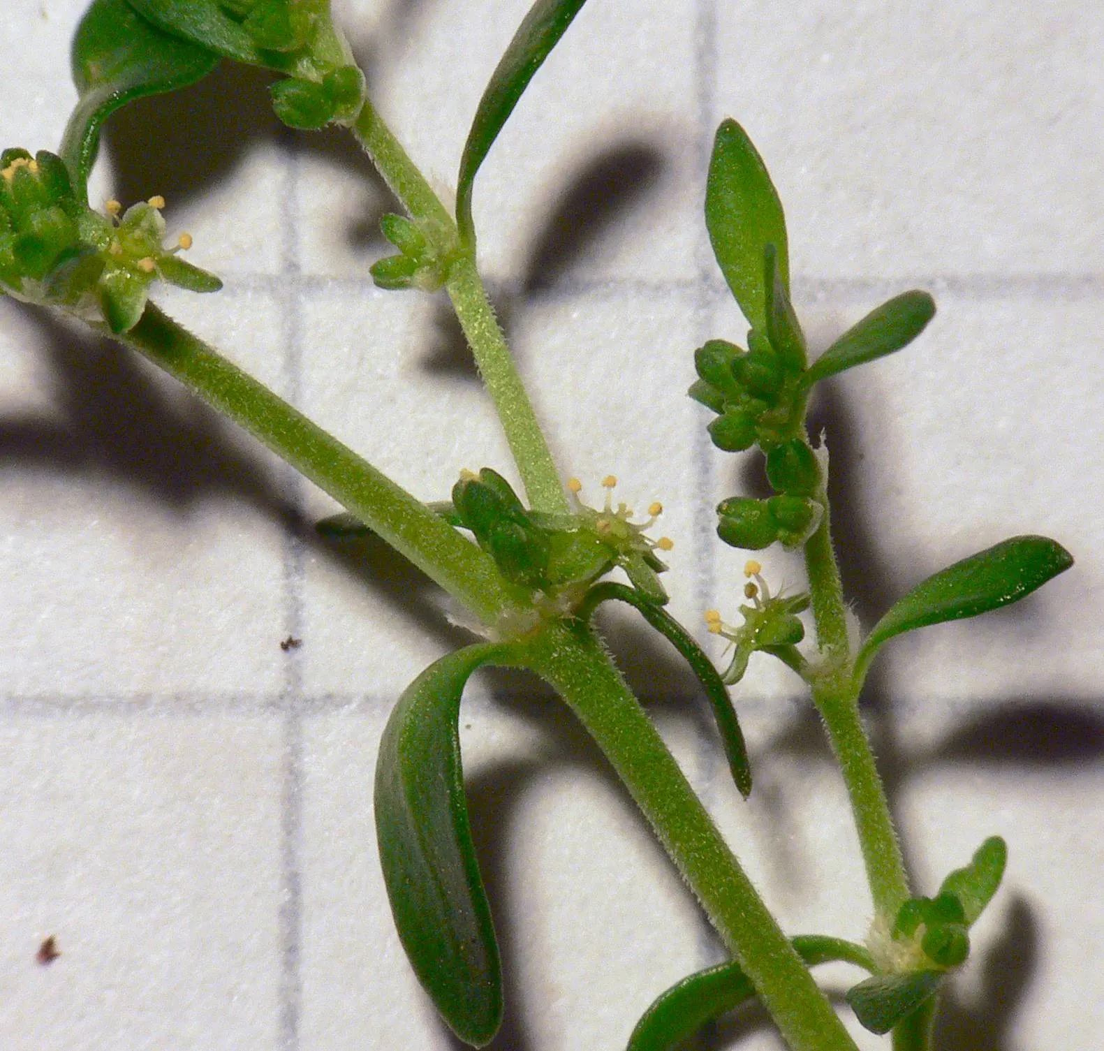 Green Carpet (Herniaria Glabra) — ground cover / perennial for full or half; tolerant to heavy foot traffic, it's ideal for walkways or garden, image 80