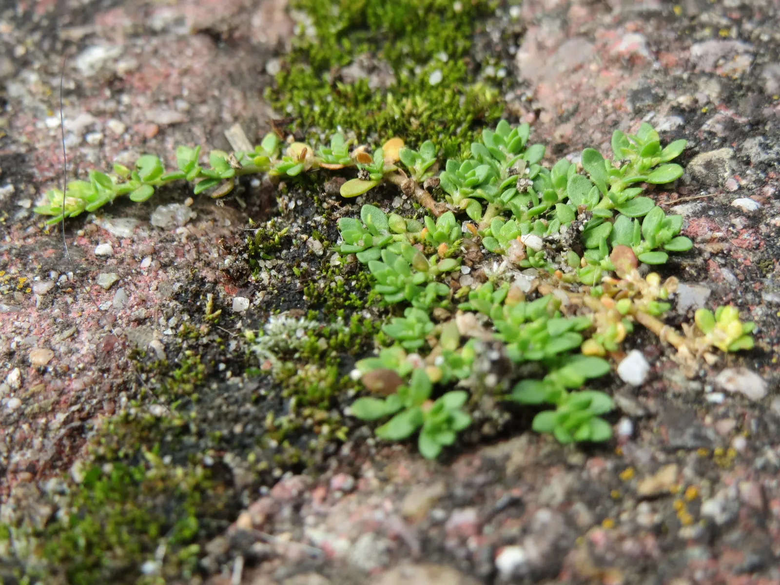 Green Carpet (Herniaria Glabra) — reaching heights of 2-3 inches