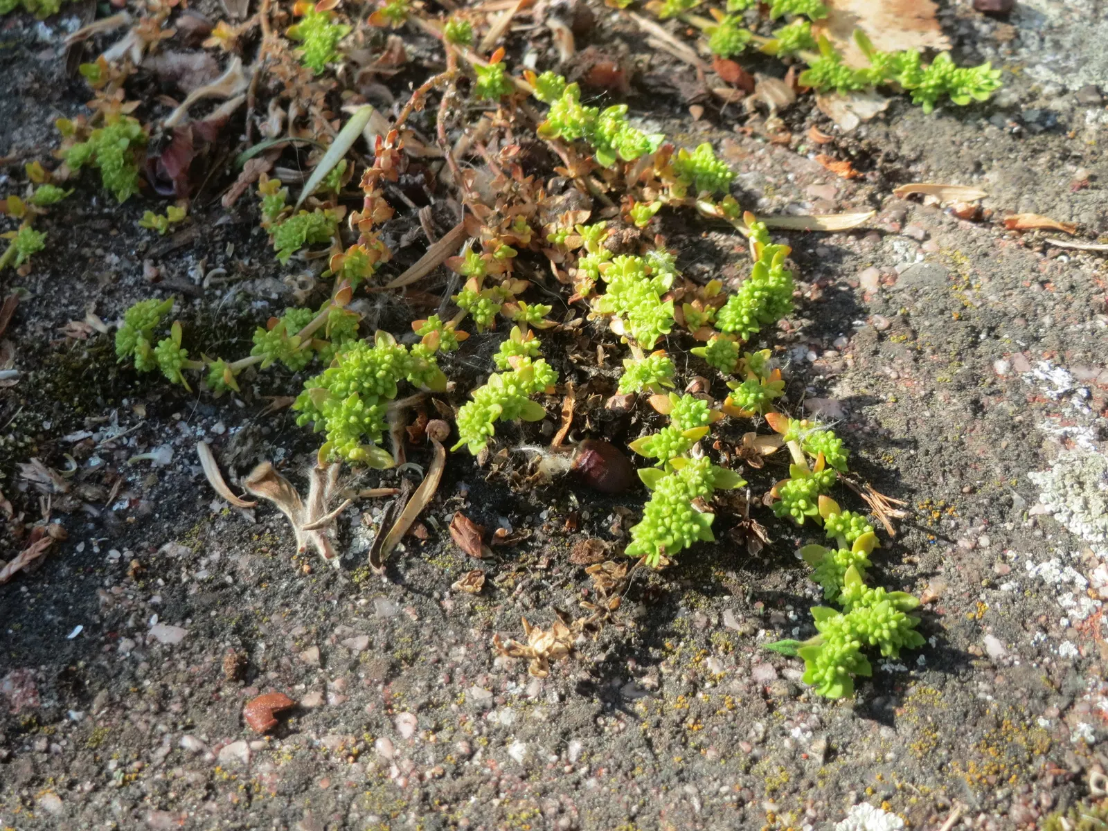 Green Carpet (Herniaria Glabra) — green leaves that create a smooth lawn-like appearance; green Carpet (Herniaria glabra) is a robust