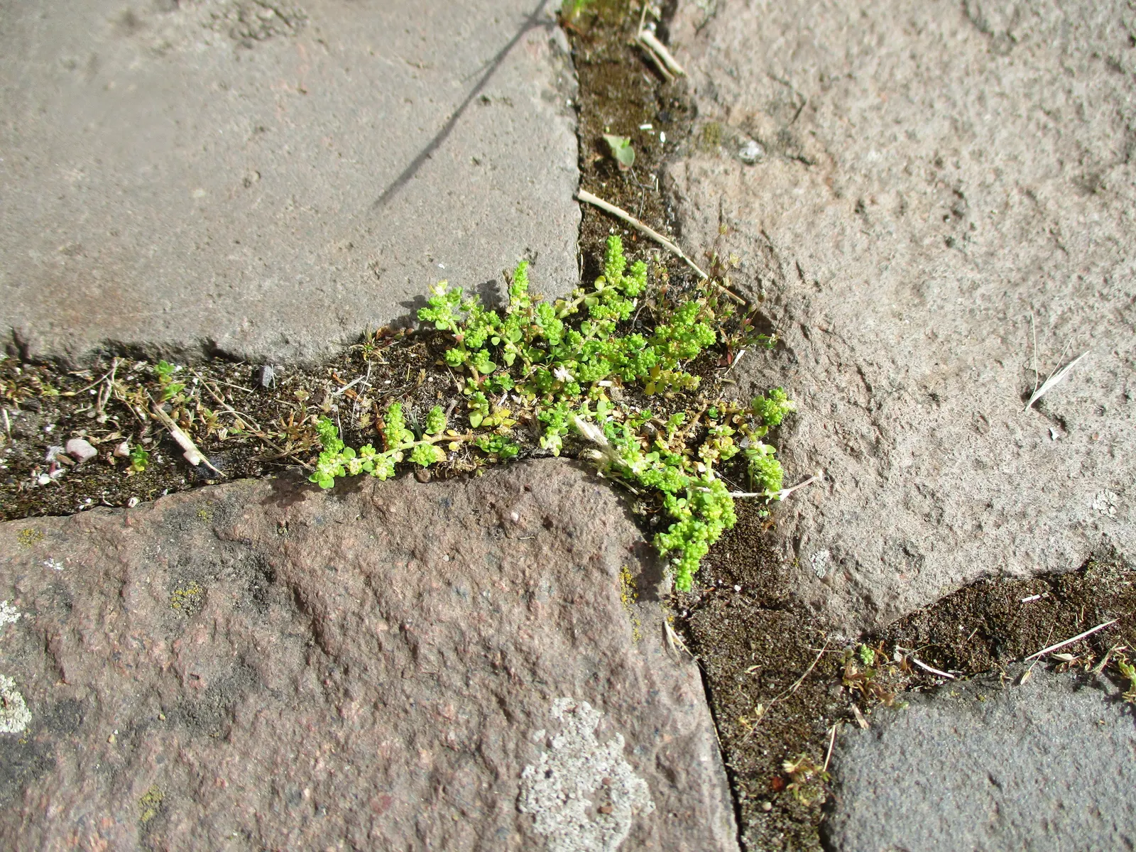 Green Carpet (Herniaria Glabra) — this drought-resistant plant prefers well-drained soils and is hardy in USDA zones 6-9; thriving in full sun to, image 87