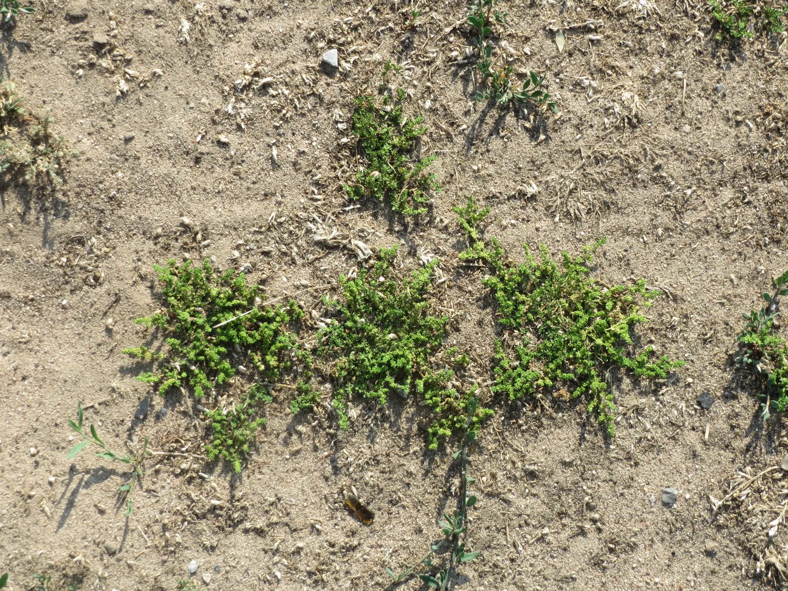 Green Carpet (Herniaria Glabra) — reaching heights of 2-3 inches; low-growing perennial ground cover, image 27