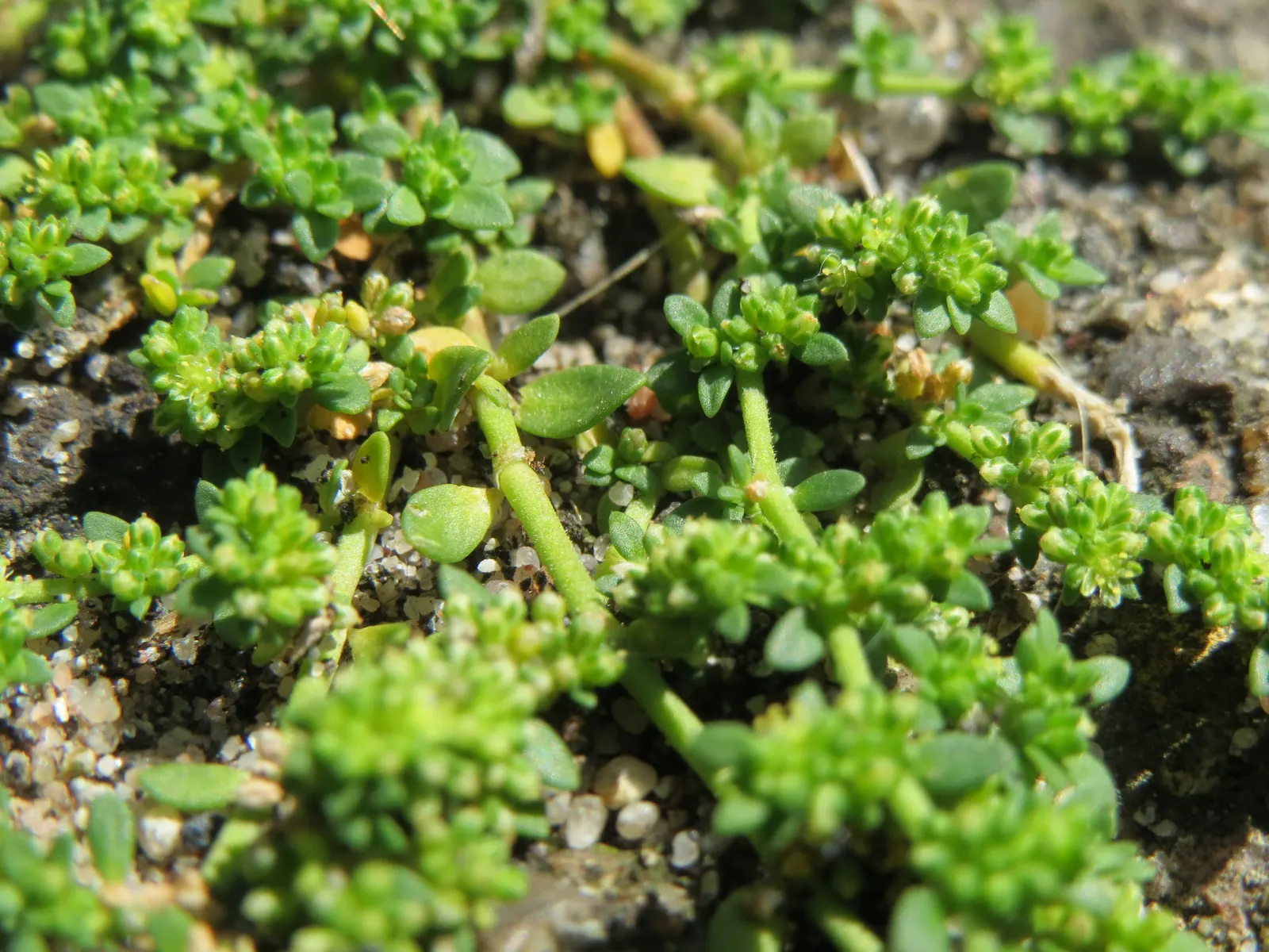 Green Carpet (Herniaria Glabra) — Green Carpet (Herniaria glabra) is a robust; green leaves that create a smooth lawn-like appearance, image 89