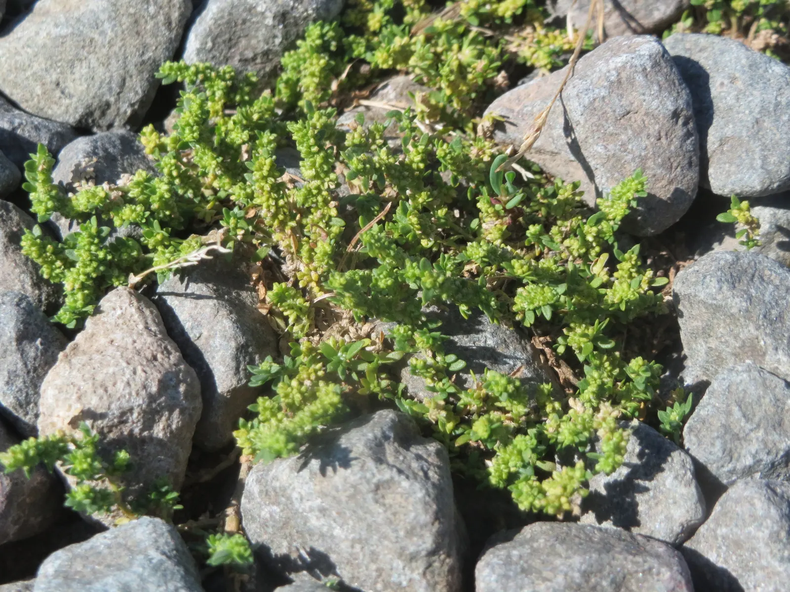 Green Carpet (Herniaria Glabra) — green leaves that create a smooth lawn-like appearance; green Carpet (Herniaria glabra) is a robust, image 84