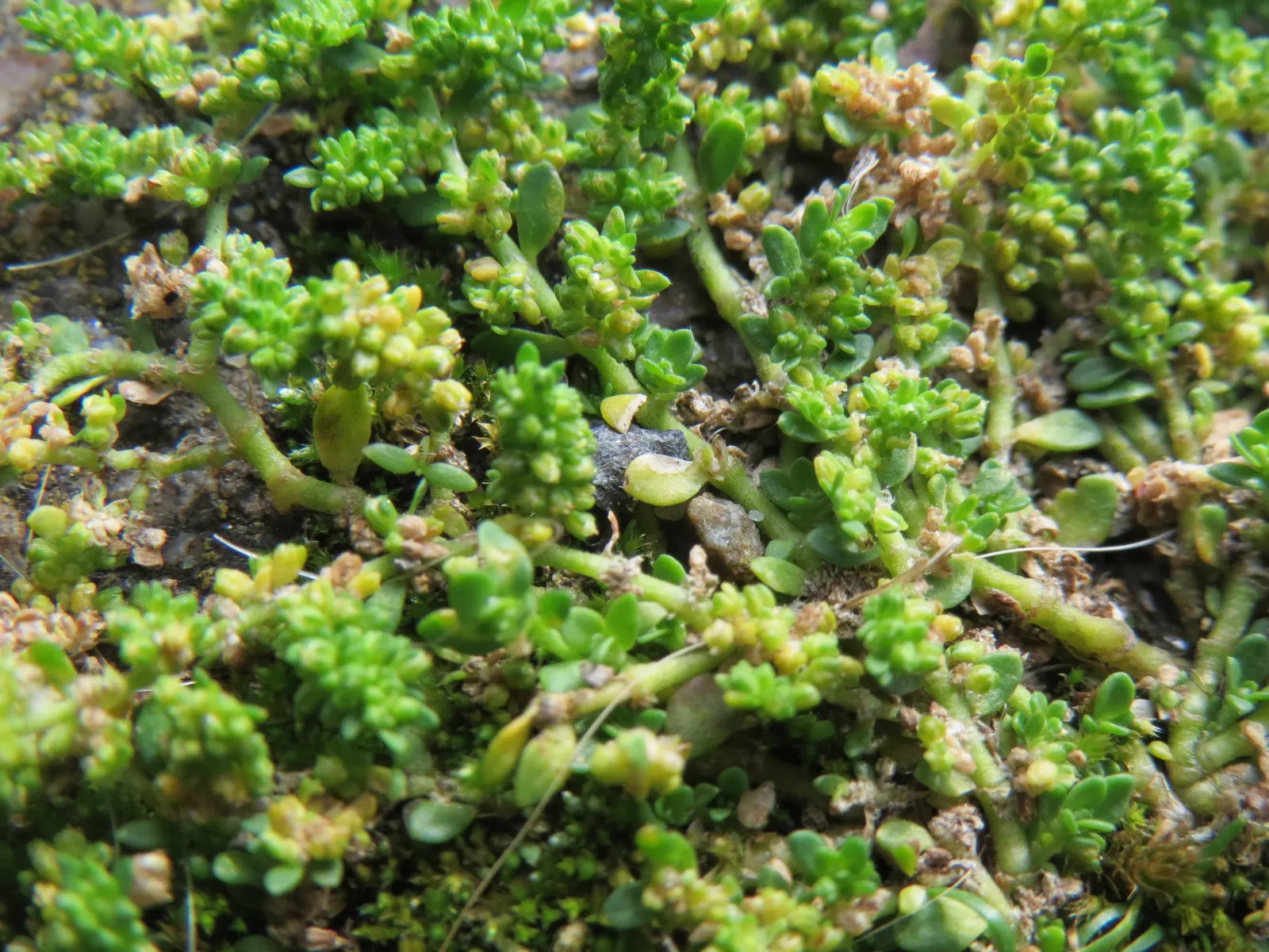 Green Carpet (Herniaria Glabra) — ground cover / perennial for full or half; tolerant to heavy foot traffic, it's ideal for walkways or garden, image 88
