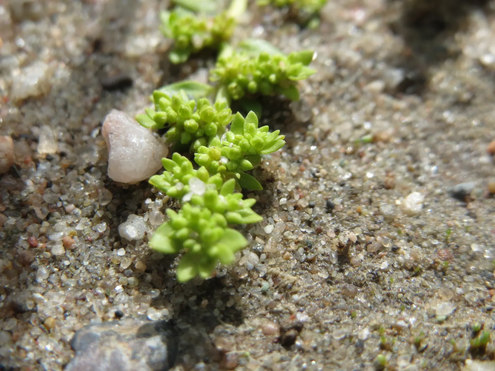 Green Carpet (Herniaria Glabra) — Thriving in full sun to part shade; this drought-resistant plant prefers well-drained soils and is hardy in USDA, image 22