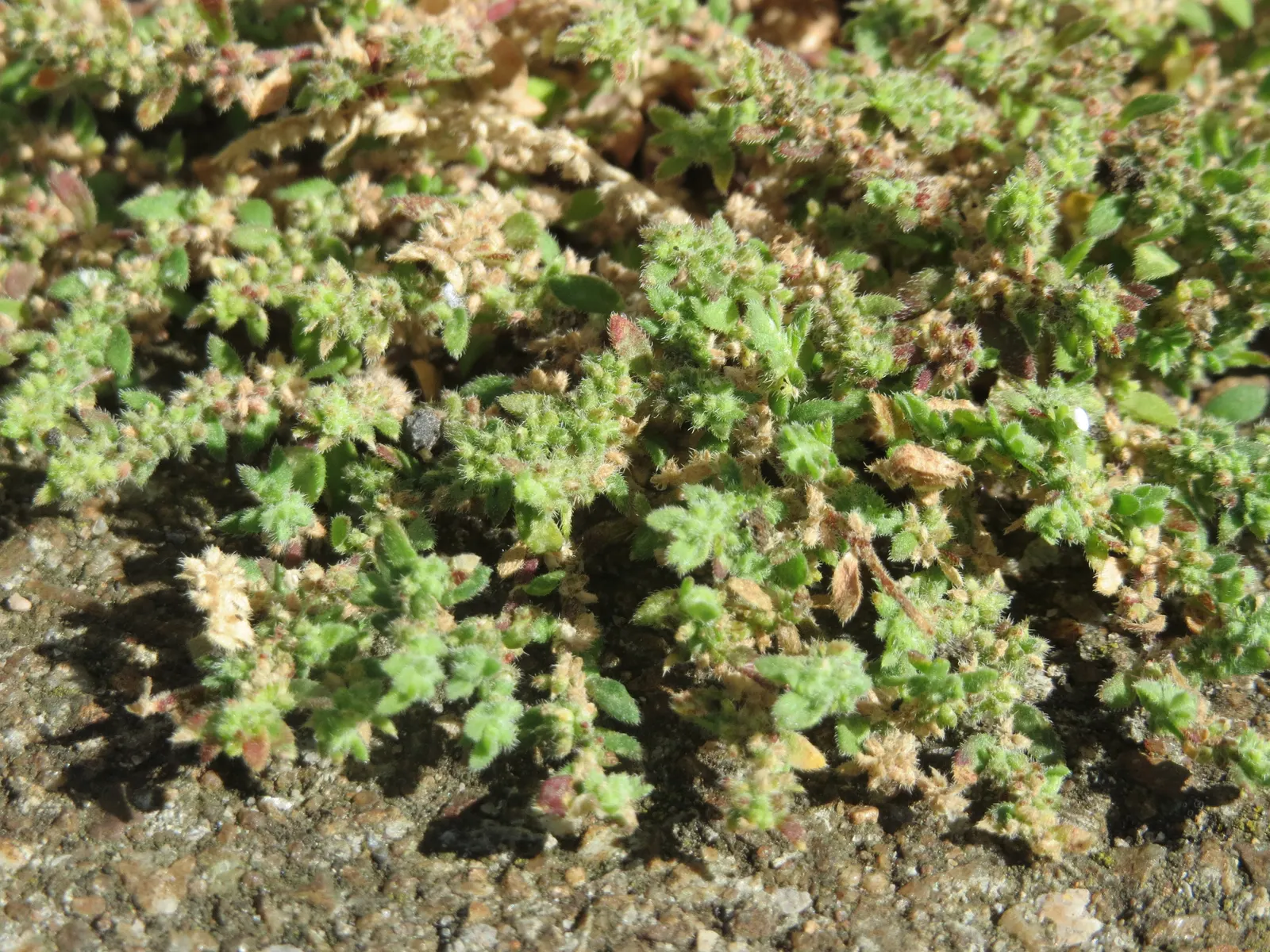 Green Carpet (Herniaria Glabra) — Thriving in full sun to part shade; this drought-resistant plant prefers well-drained soils and is hardy in USDA, image 86